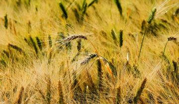 Il segreto della pasta Paolo Petrilli: dal grano al piatto