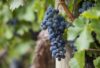vino biologico puglia