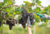 vino biologico