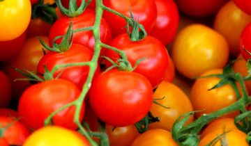 Le differenze tra pomodori gialli e rossi: caratteristiche e usi in cucina